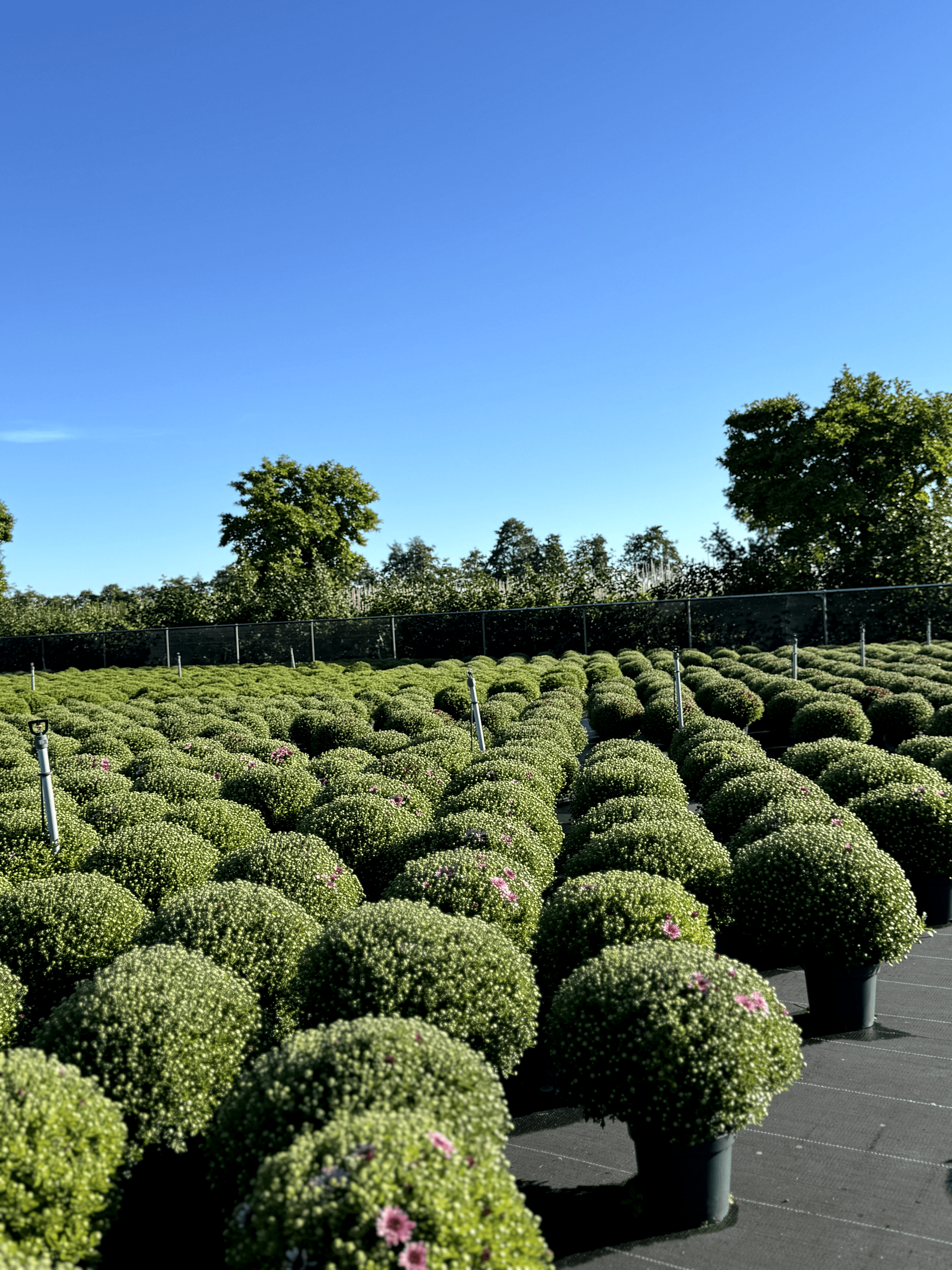 Vacancy image FLOWER CARE