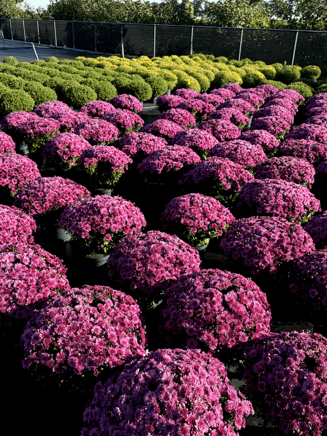 Small greenhouse image