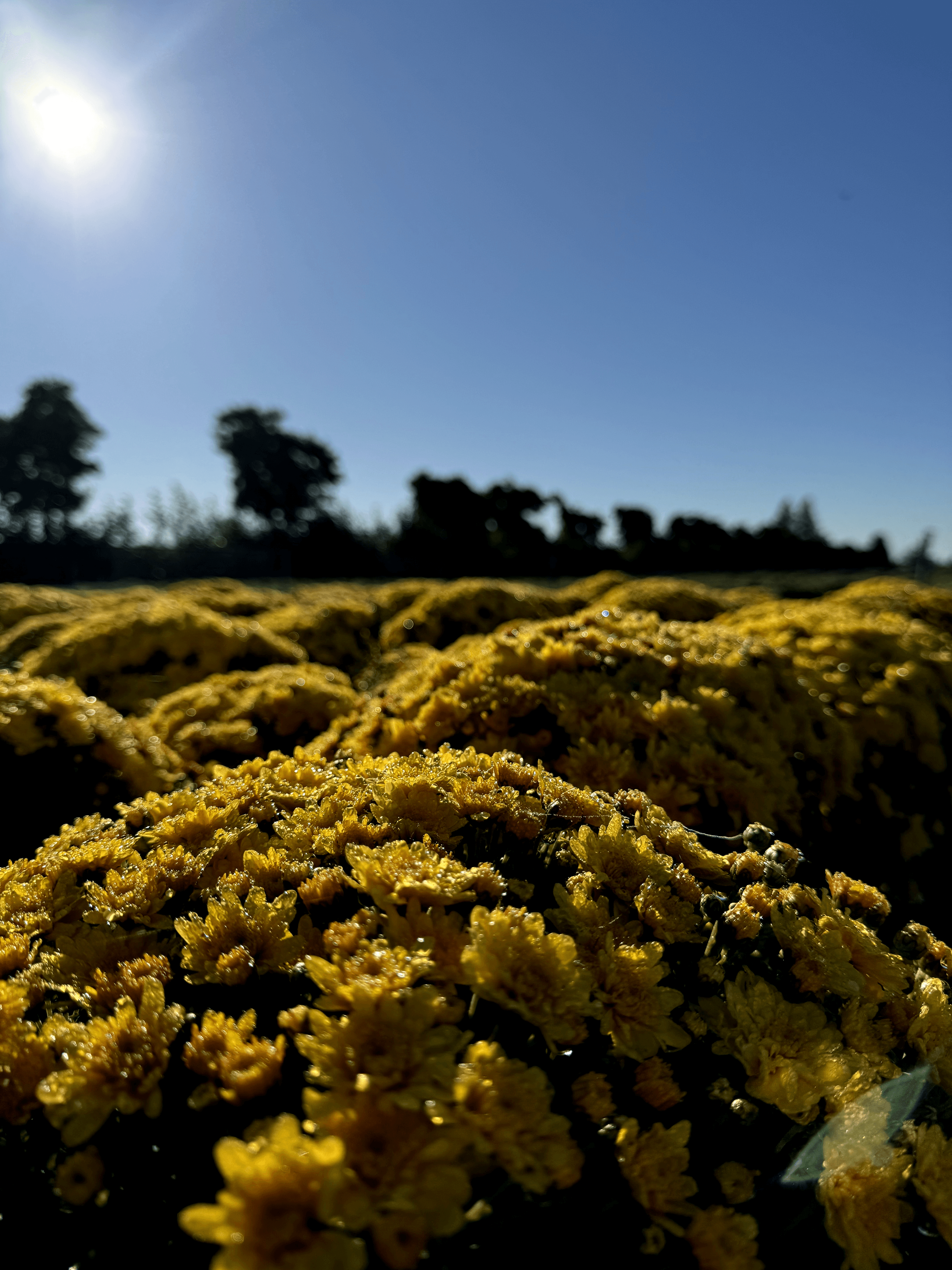 Yellow flowers in the form background