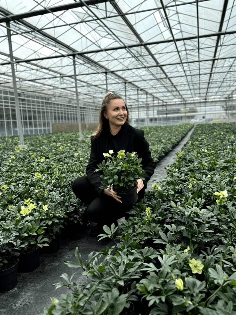 Large greenhouse image